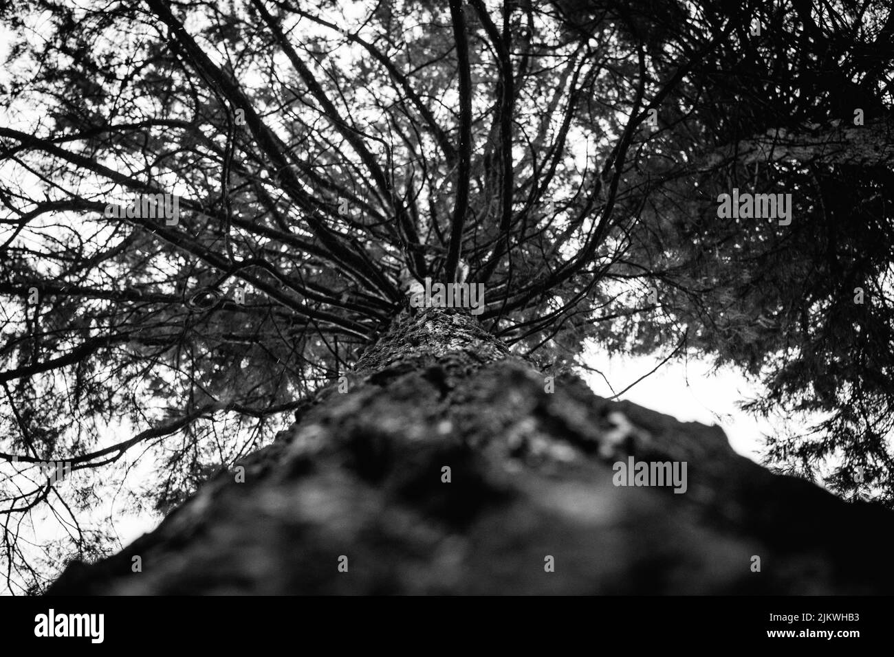 Photo en niveaux de gris à angle bas d'une ancienne texture d'écorce d'arbre Banque D'Images