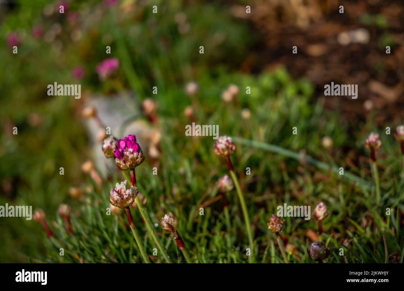 Un gros plan de l'Armeria maritima, le thrift. Mise au point sélectionnée. Banque D'Images