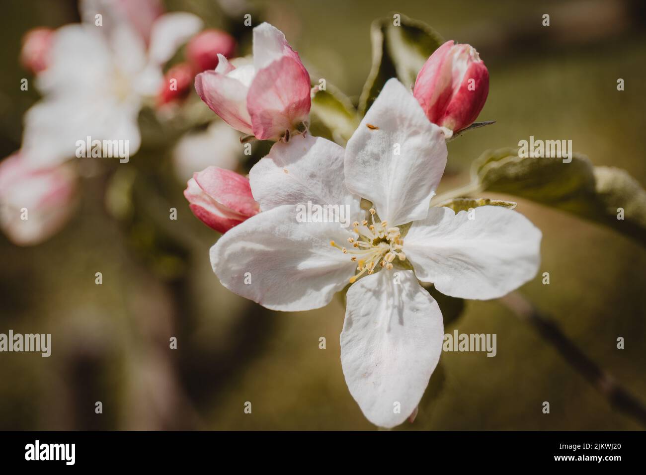 Un gros plan de la branche de pommier en fleur avec des fleurs blanches. Banque D'Images