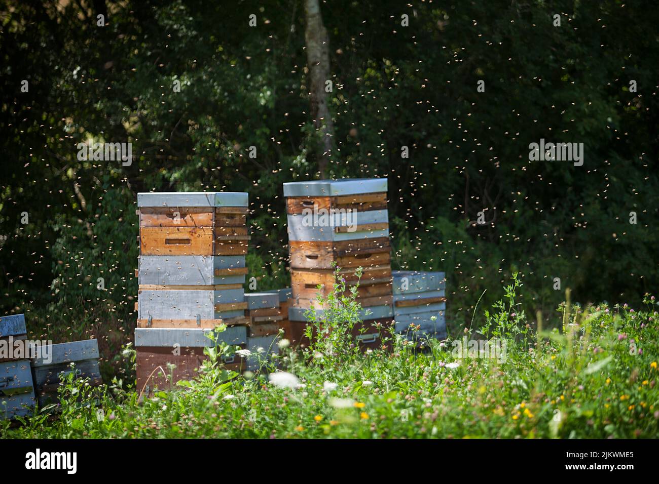 Récolte du miel d'un apiculteur en France. Banque D'Images
