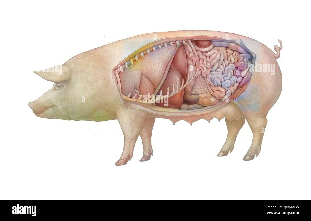 Anatomie d'une truie montrant les poumons, système digestif. Banque D'Images