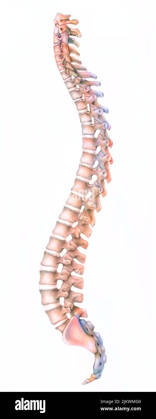 Colonne vertébrale composée de vertèbres (cervicale, thoracique, lombaire), de sacrum et de coccyx. Banque D'Images