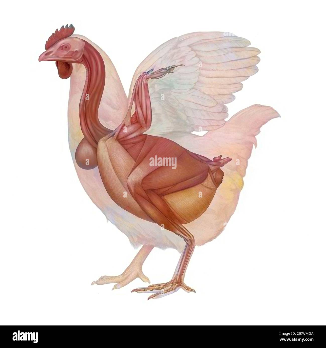 Anatomie du poulet avec son système musculaire. Banque D'Images