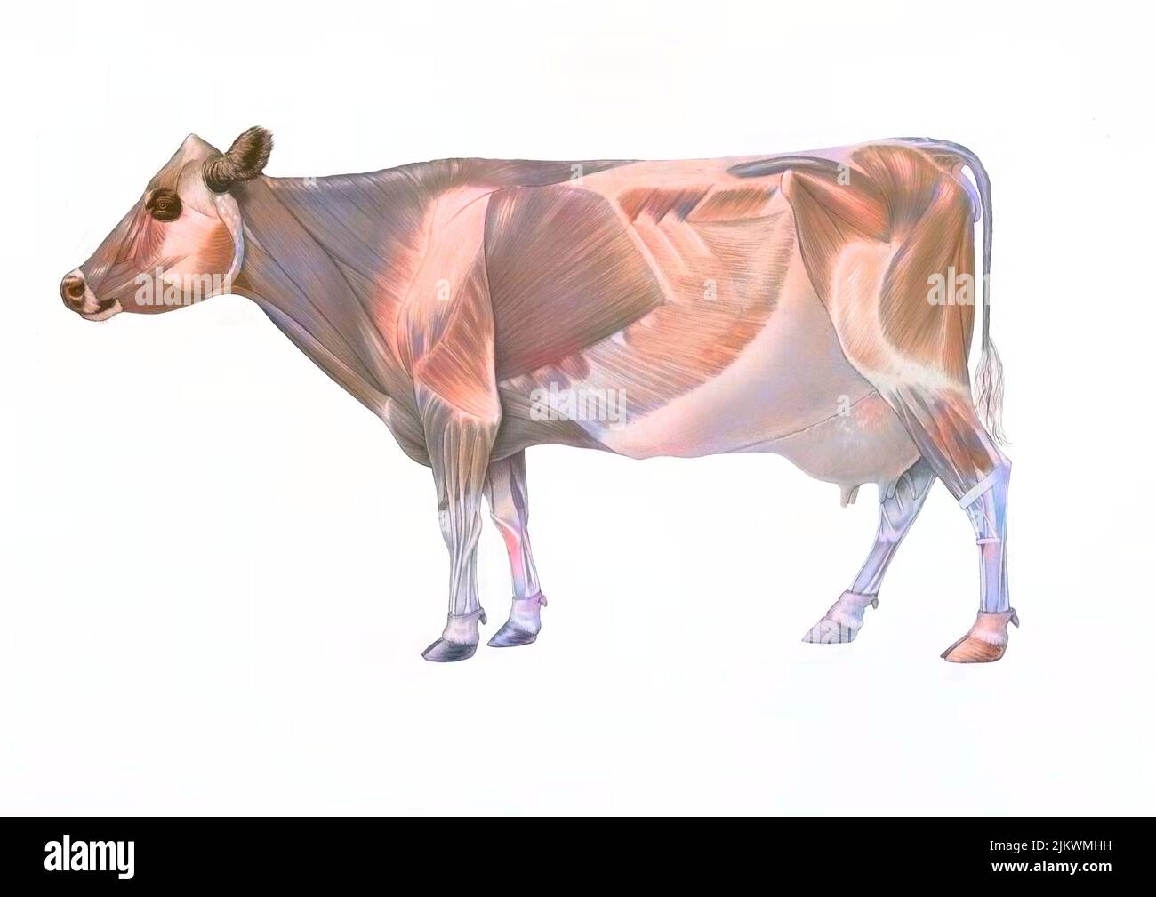 Anatomie de la vache avec son système musculaire. Banque D'Images