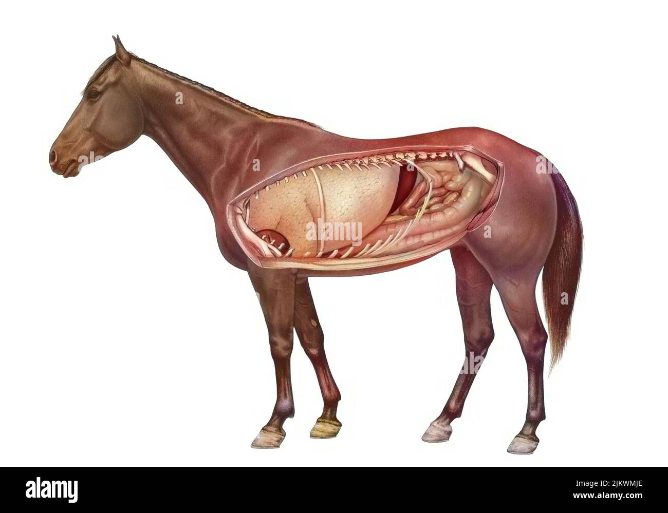 Anatomie d'un cheval montrant les poumons, système digestif. Banque D'Images