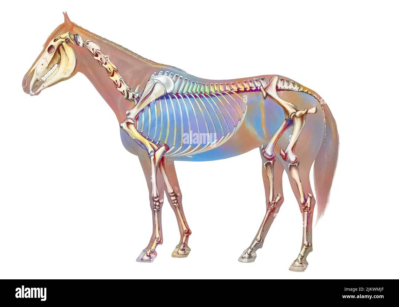 Anatomie du cheval avec son système osseux. Banque D'Images