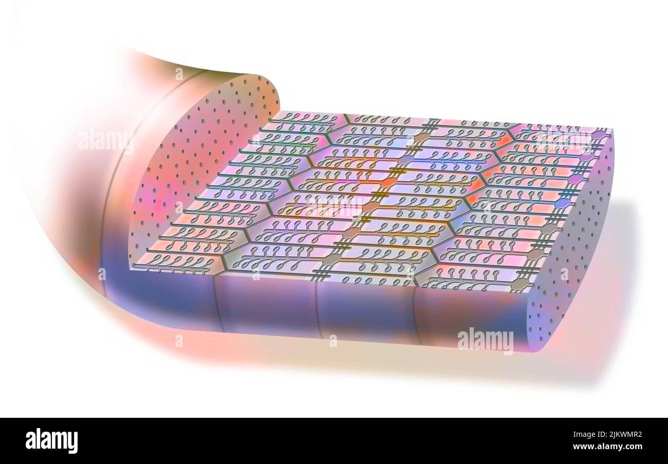 Myofibrill contracté, composé de myofilaments et de protéines, permettant la contraction musculaire. Banque D'Images
