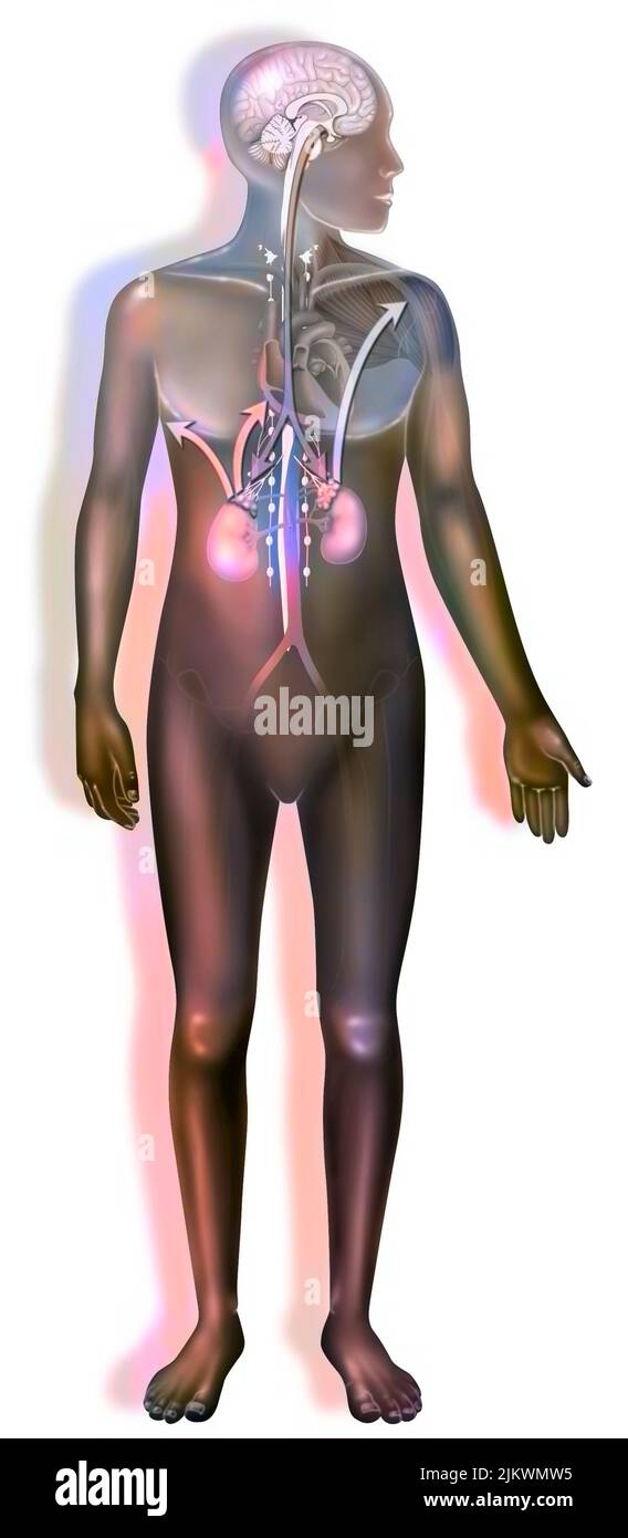 Réaction du corps au sentiment de peur. Banque D'Images