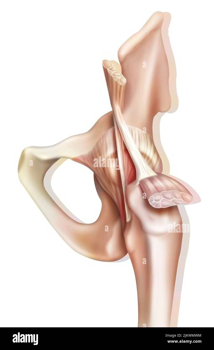 Anatomie de l'articulation coxofémorale (hanche) avec les muscles, les tendons. Banque D'Images