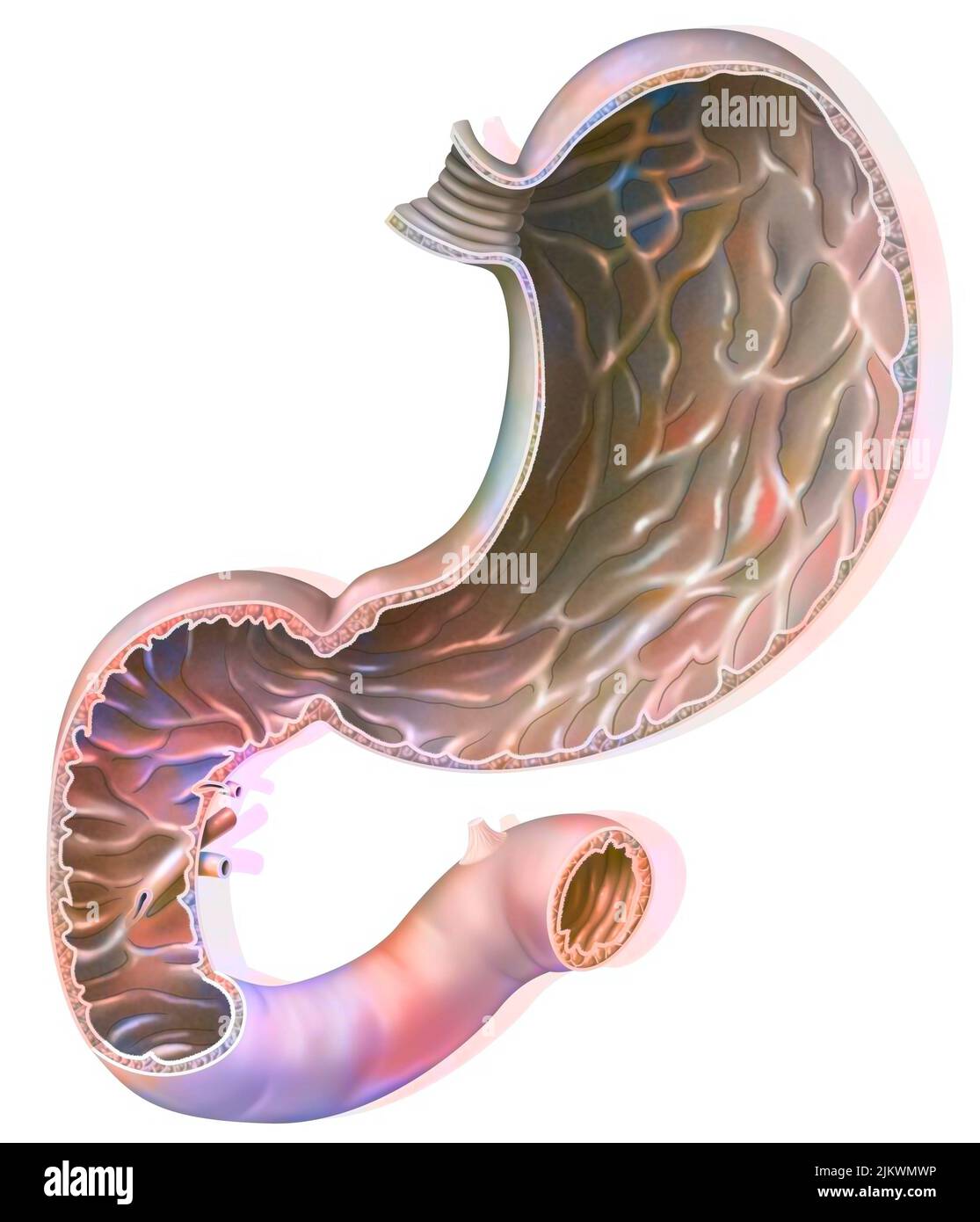 Section de l'estomac et du duodénum avec la muqueuse gastrique. Banque D'Images