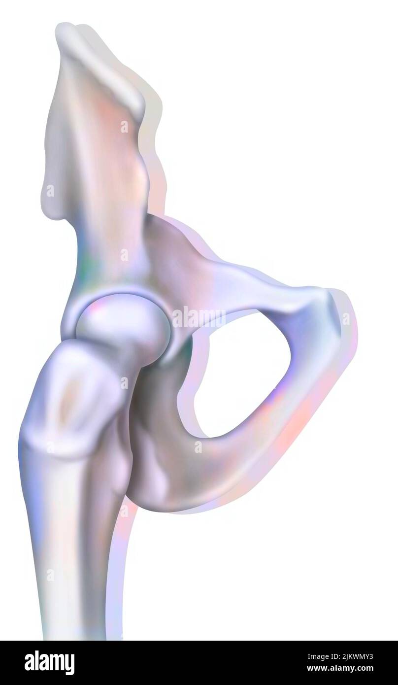 Système osseux : articulation osseuse de la hanche. Banque D'Images