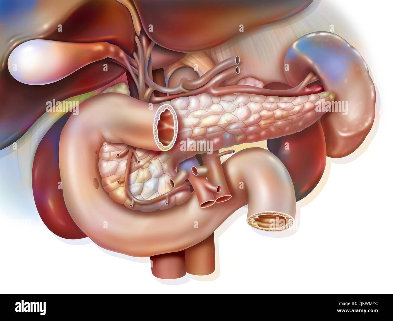 Système digestif humain : anatomie du bloc duodeno-hépato-pancréatique. Banque D'Images