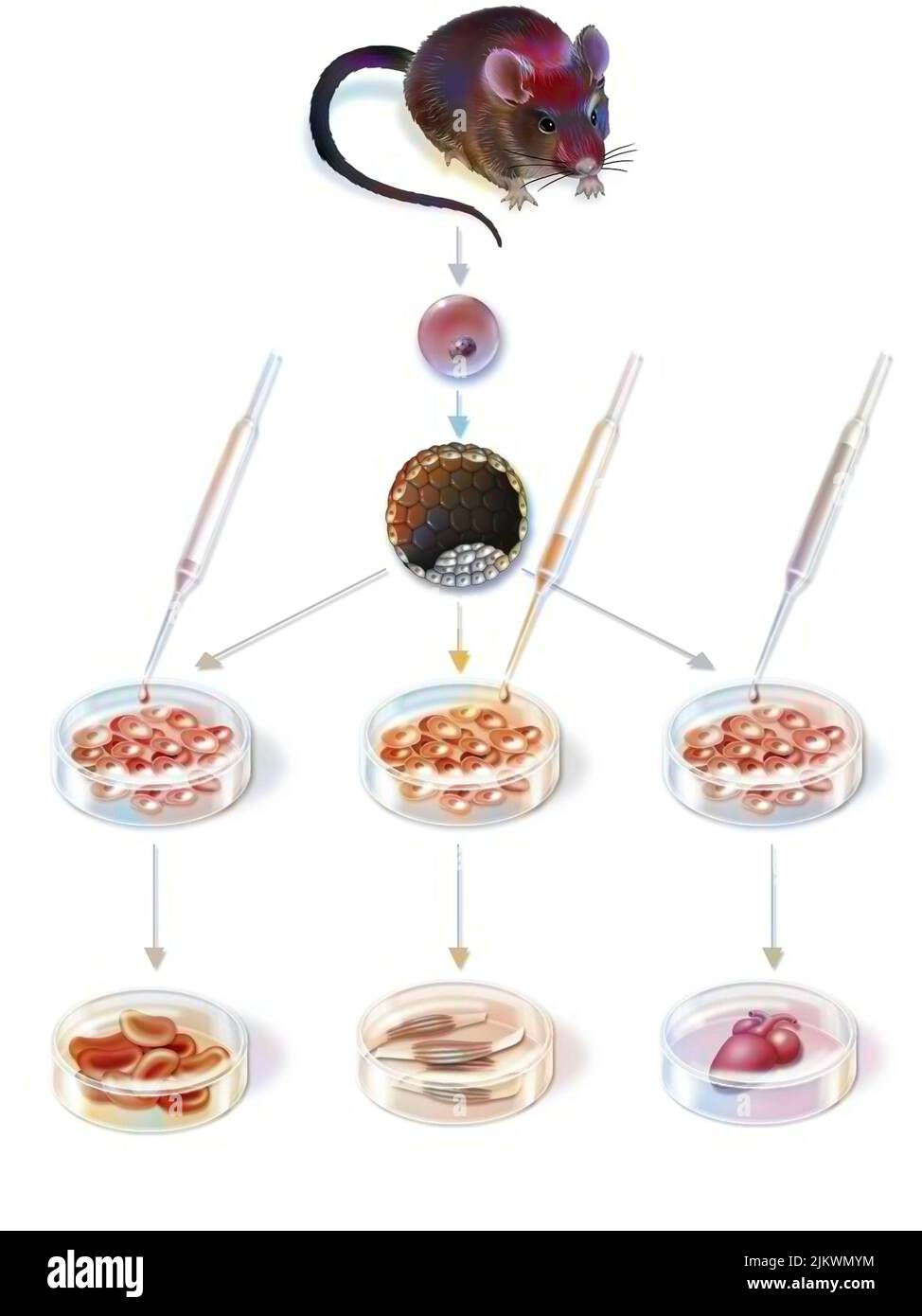 Recherche en thérapie cellulaire : obtention et différenciation des cellules souches embryonnaires. Banque D'Images