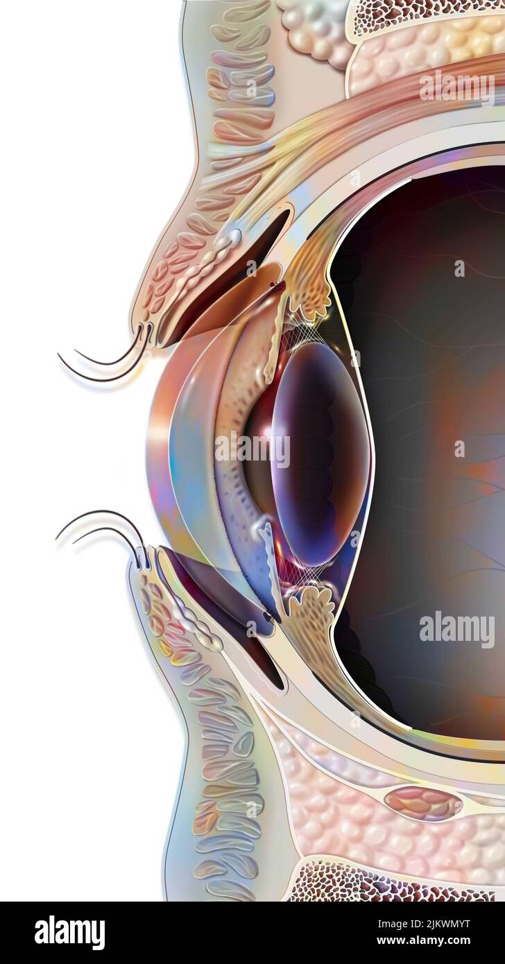 Section sagittale médiane de l'œil et de la paupière. Banque D'Images