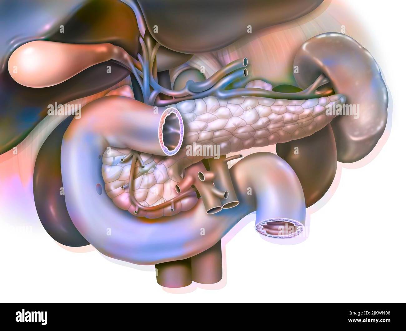 Système digestif humain : anatomie du bloc duodeno-hépato-pancréatique. Banque D'Images