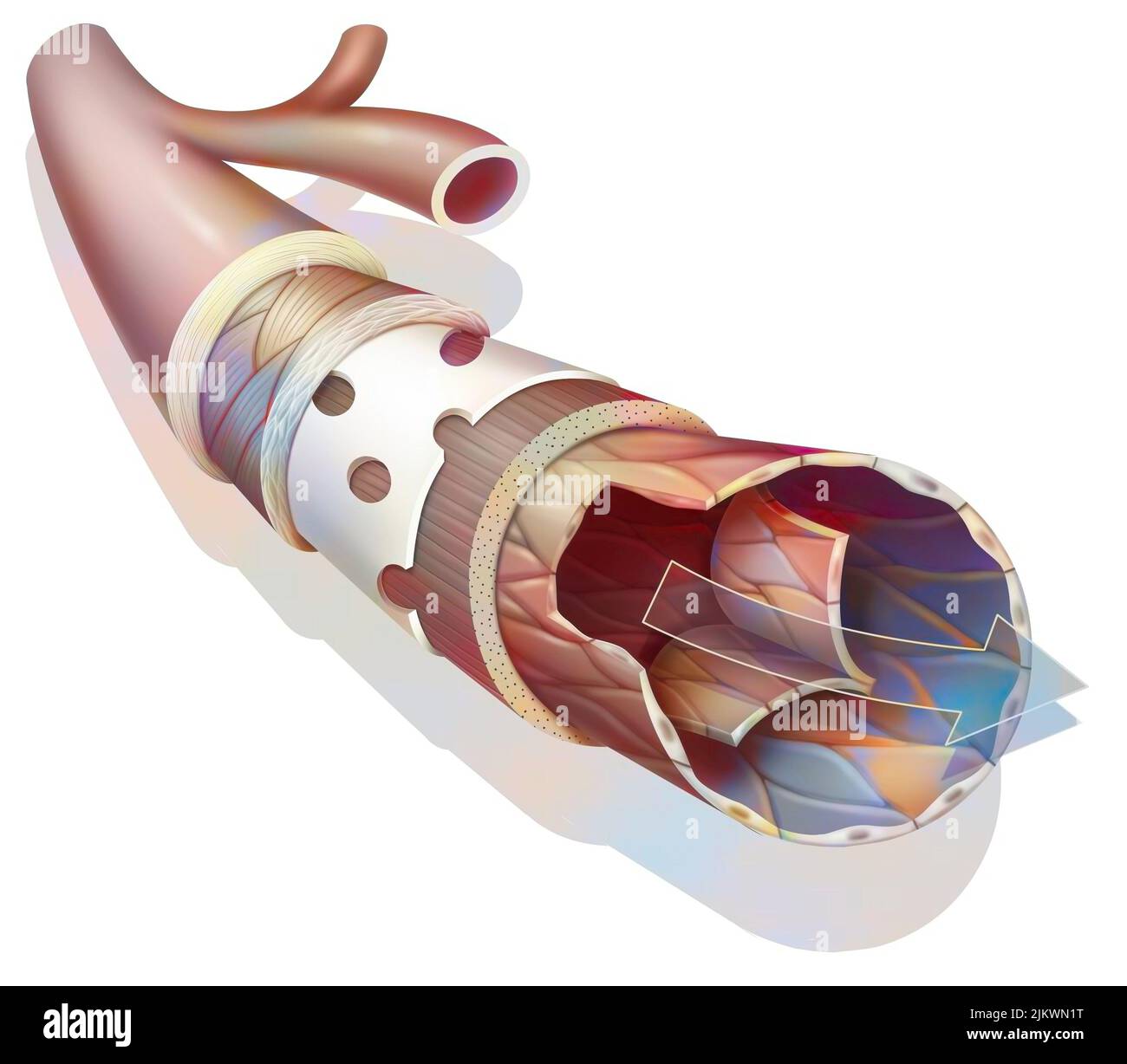 Anatomie d'une veine de grand calibre avec la tunica externe. Banque D'Images