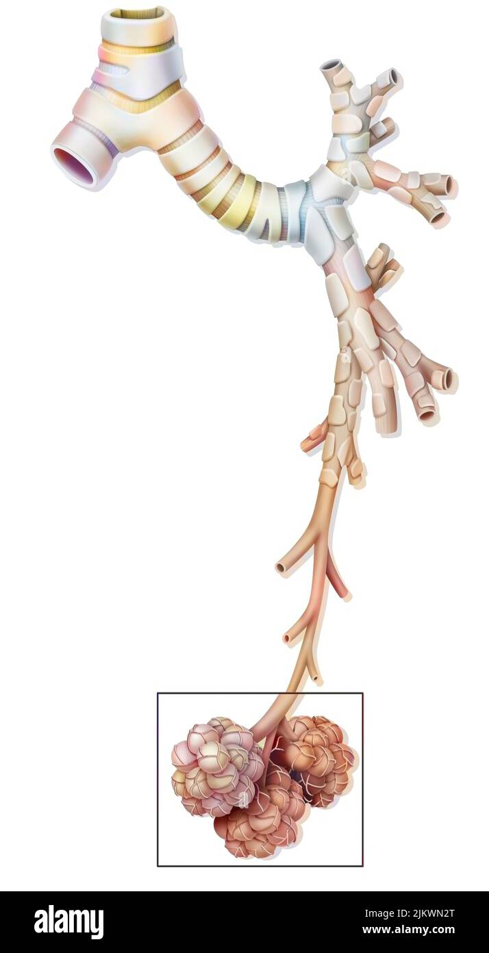 Anatomie d'une bronche : l'arbre bronchique gauche avec les bronches principales. Banque D'Images