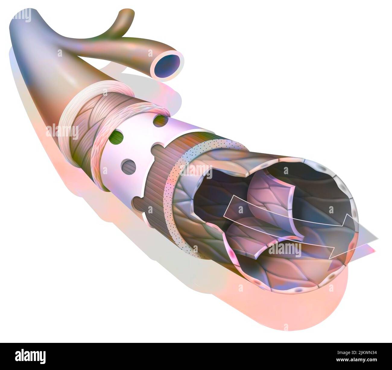 Anatomie d'une veine de grand calibre avec la tunica externe. Banque D'Images