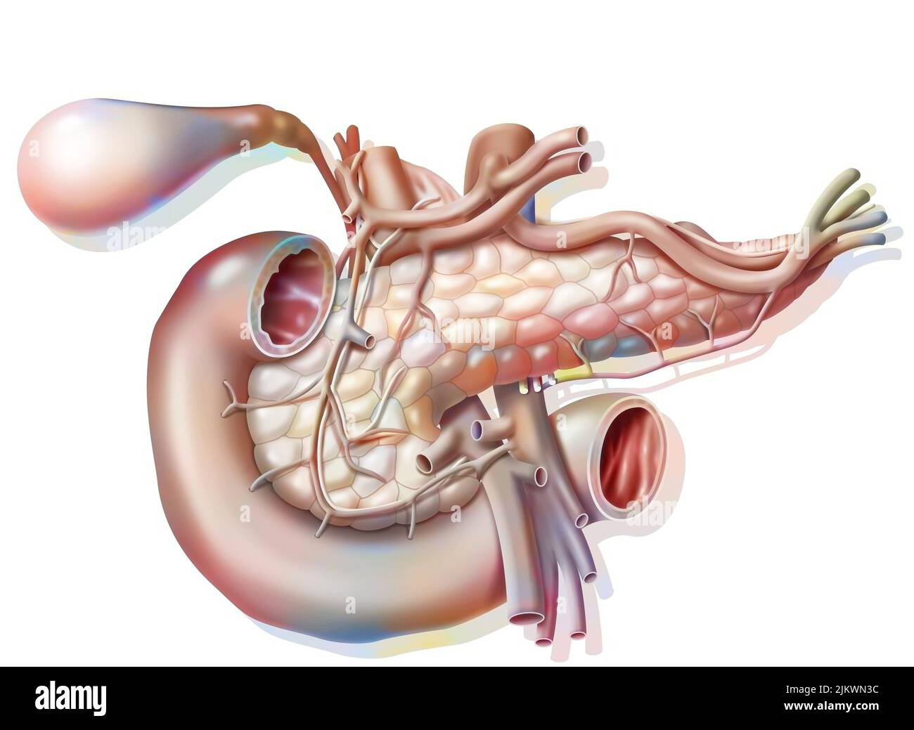 Vascularisation du pancréas en vue antérieure avec vésicule et canal biliaire commun. Banque D'Images