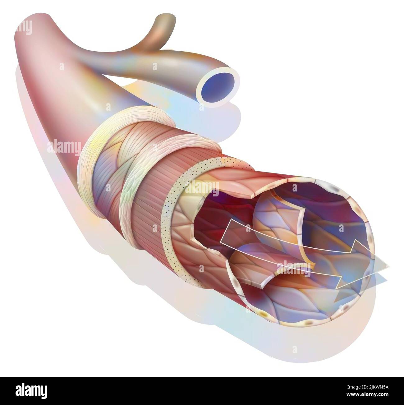 Anatomie d'une veine de calibre moyen avec la tunica externe. Banque D'Images