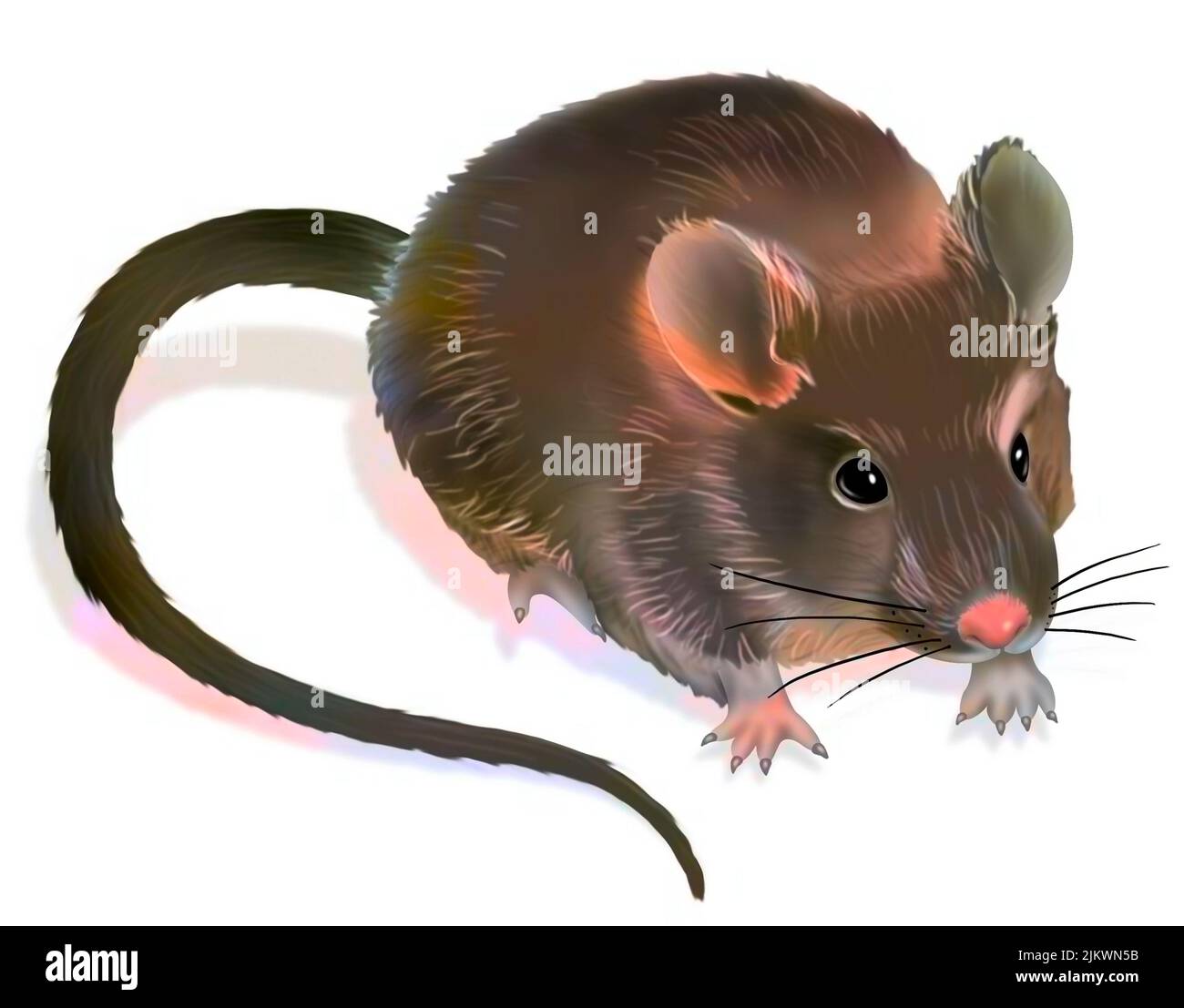 Représentation d'une souris de laboratoire sur fond blanc. Banque D'Images
