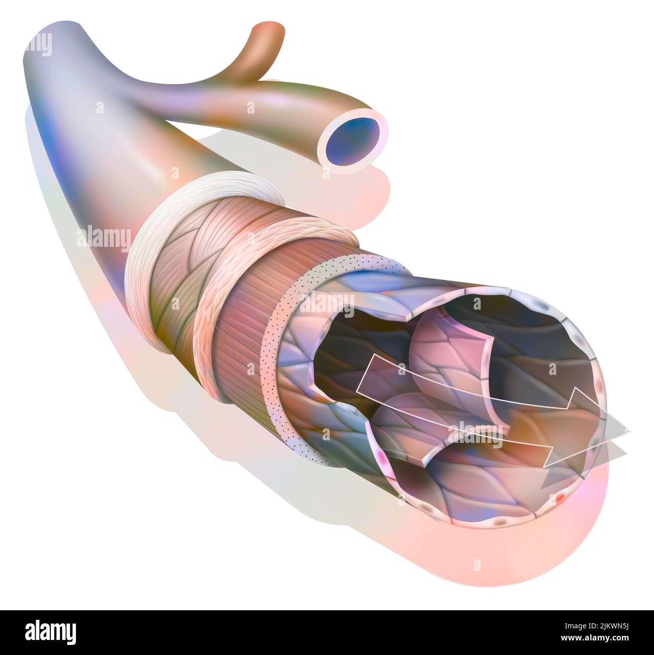 Anatomie d'une veine de calibre moyen avec la tunica externe. Banque D'Images