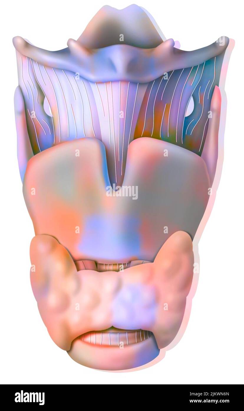 Larynx en vue antérieure avec épiglottis, os hyoïds, cartilage thyroïdien. Banque D'Images Larynx en vue antérieure avec épiglottis, os hyoïds, cartilage thyroïdien. Banque D'Images
