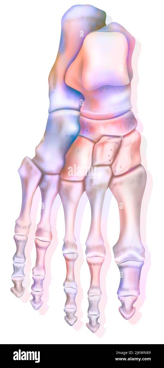 Vue supérieure du pied et des différents os: Calcaneus, talus. Banque D'Images