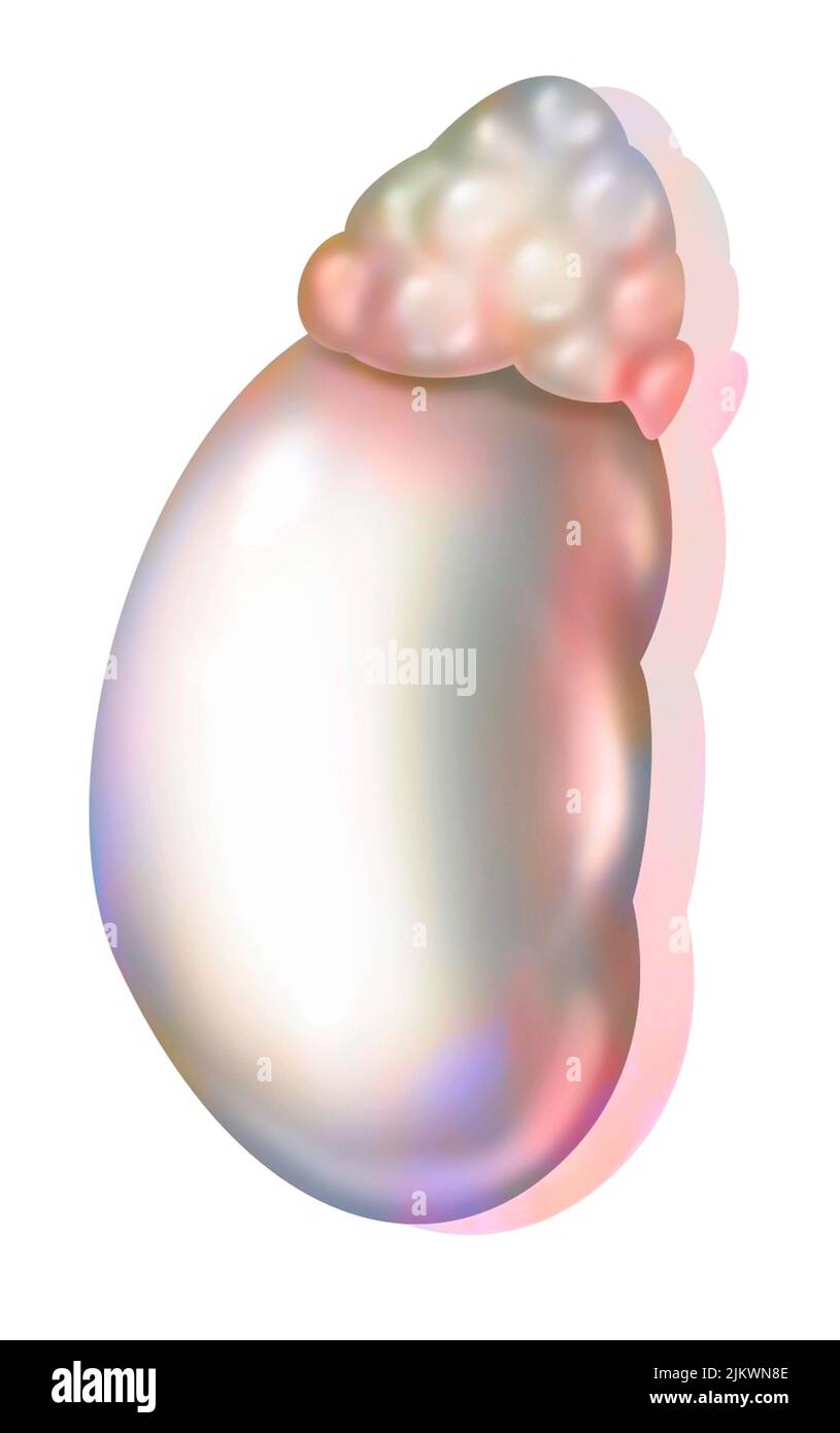 Glande surrénale gauche située au-dessus du rein gauche. Banque D'Images