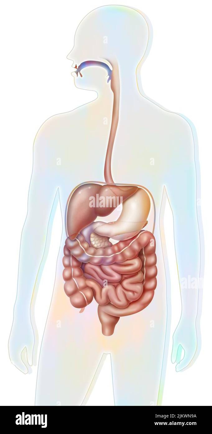 Système digestif avec cavité buccale, oesophage (thoracique, abdominale). Banque D'Images