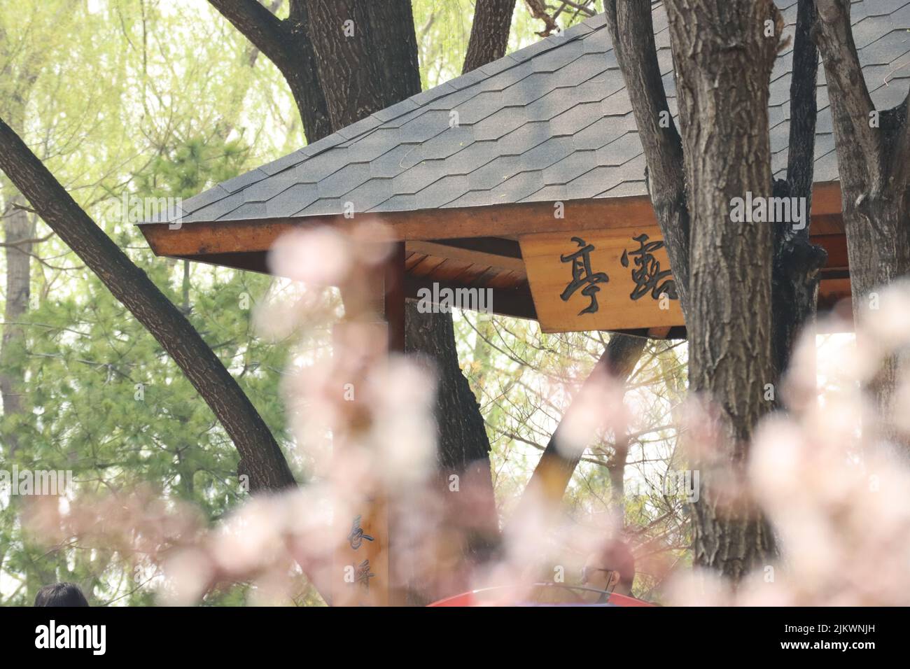 Un toit de style chinois avec hiéroglyphes et fleurs printanières au premier plan dans un parc Banque D'Images