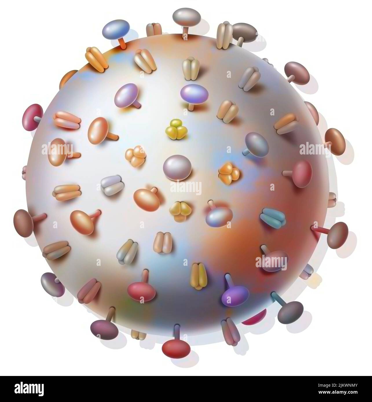 Virus de la grippe et protéines qui se lient aux cellules hôtes. Banque D'Images
