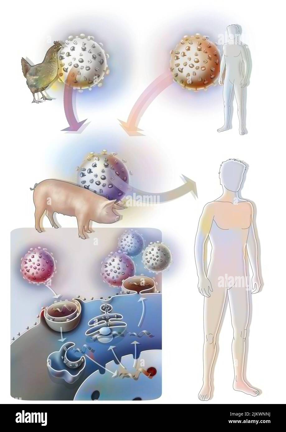 L'origine présumée de la grippe porcine ou de la grippe A. Banque D'Images