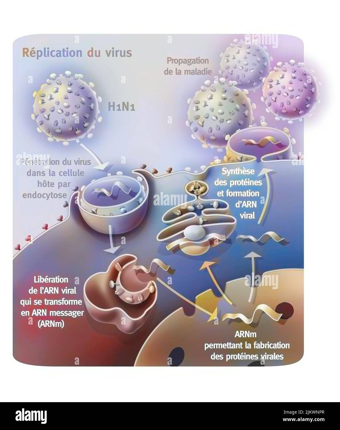 Pénétration et réplication du virus H1N1 par une cellule hôte. Banque D'Images