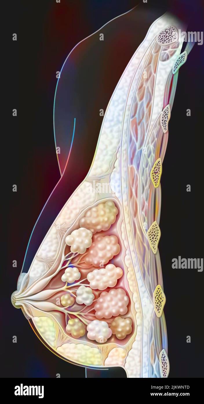 Anatomie du sein montrant le mamelon, les glandes mammaires. Banque D'Images