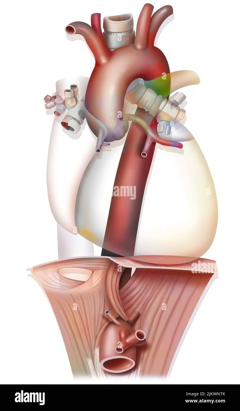 Anatomie de l'aorte thoracique traversant le diaphragme. Banque D'Images