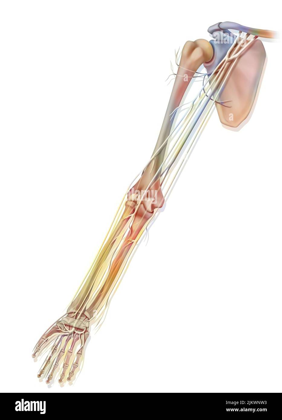 Anatomie des nerfs du membre supérieur (bras) en vue palmaire. Banque D'Images