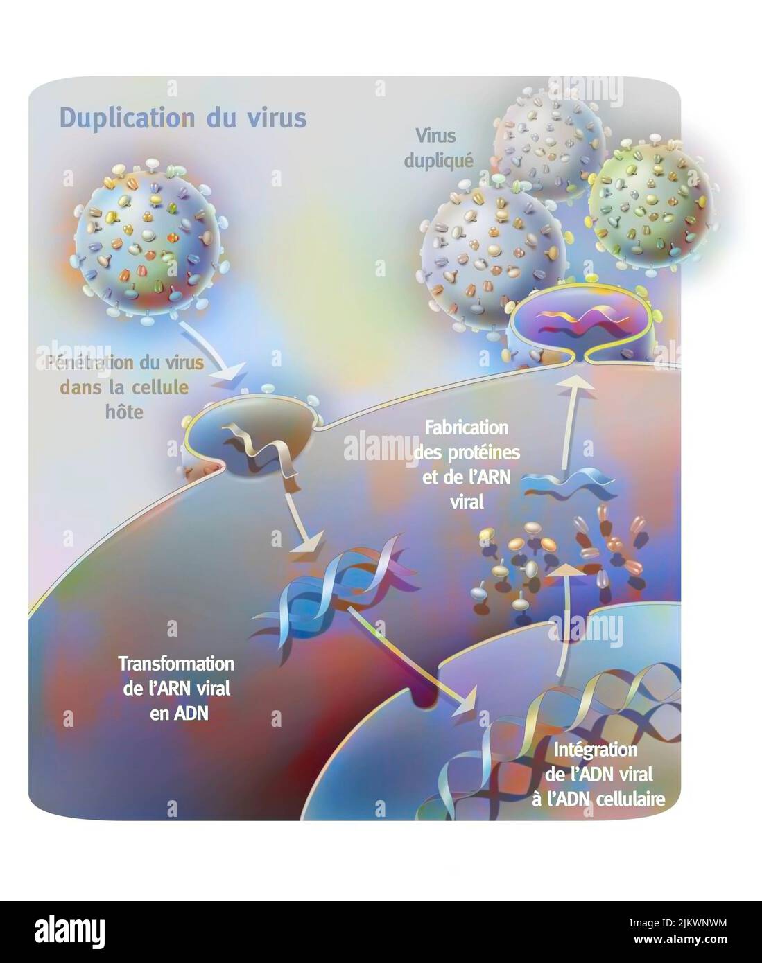 Pénétration et réplication d'un rétrovirus (exemple : SIDA) dans une cellule hôte. Banque D'Images