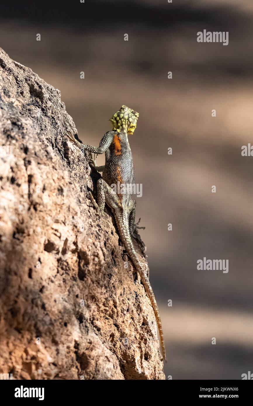 Une agama commune, Agama agama, lézard femelle en Namibie Banque D'Images