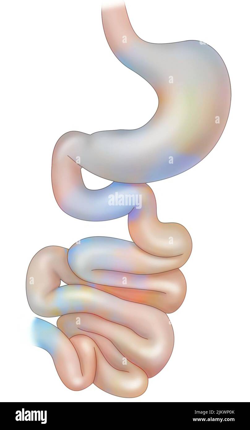 Système digestif avec oesophage, estomac, duodénum et intestin grêle. Banque D'Images