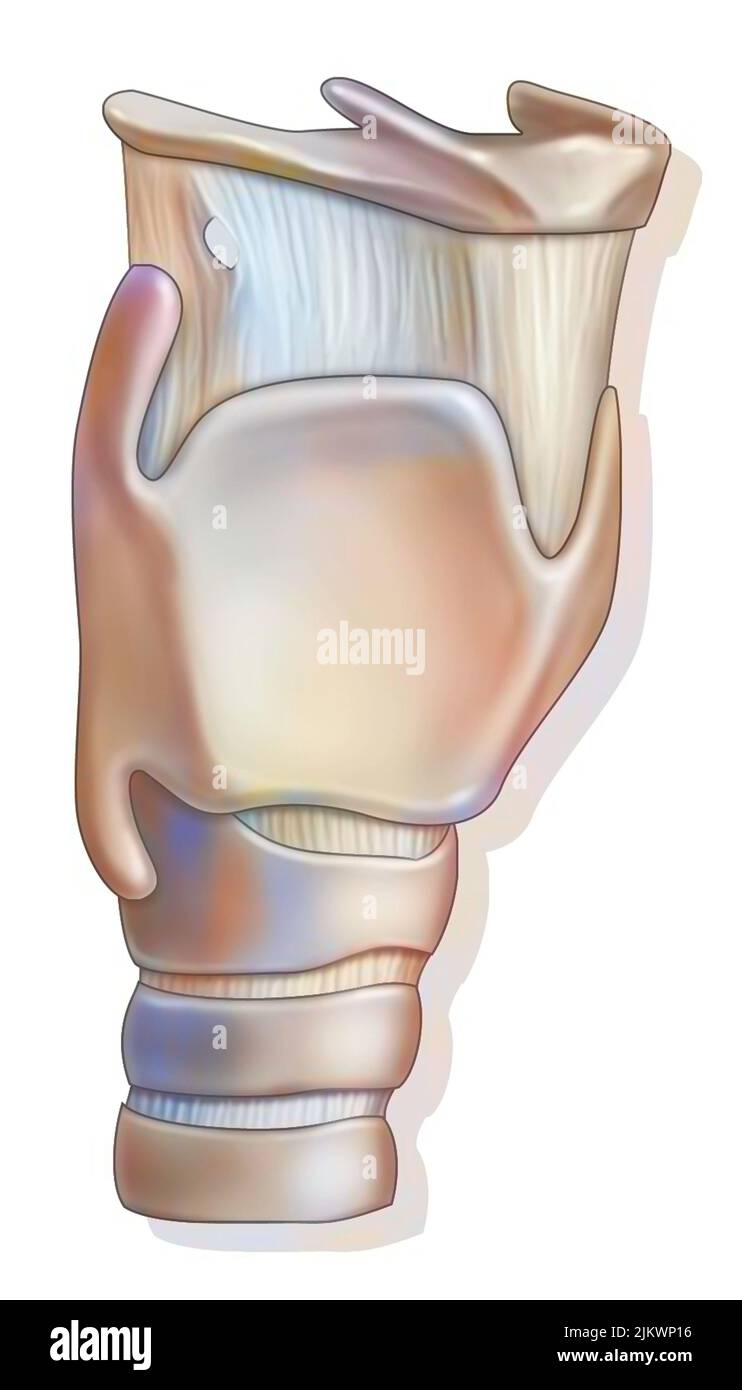 Larynx montrant l'os hyoïde, le cartilage de la thyroïde. Banque D'Images