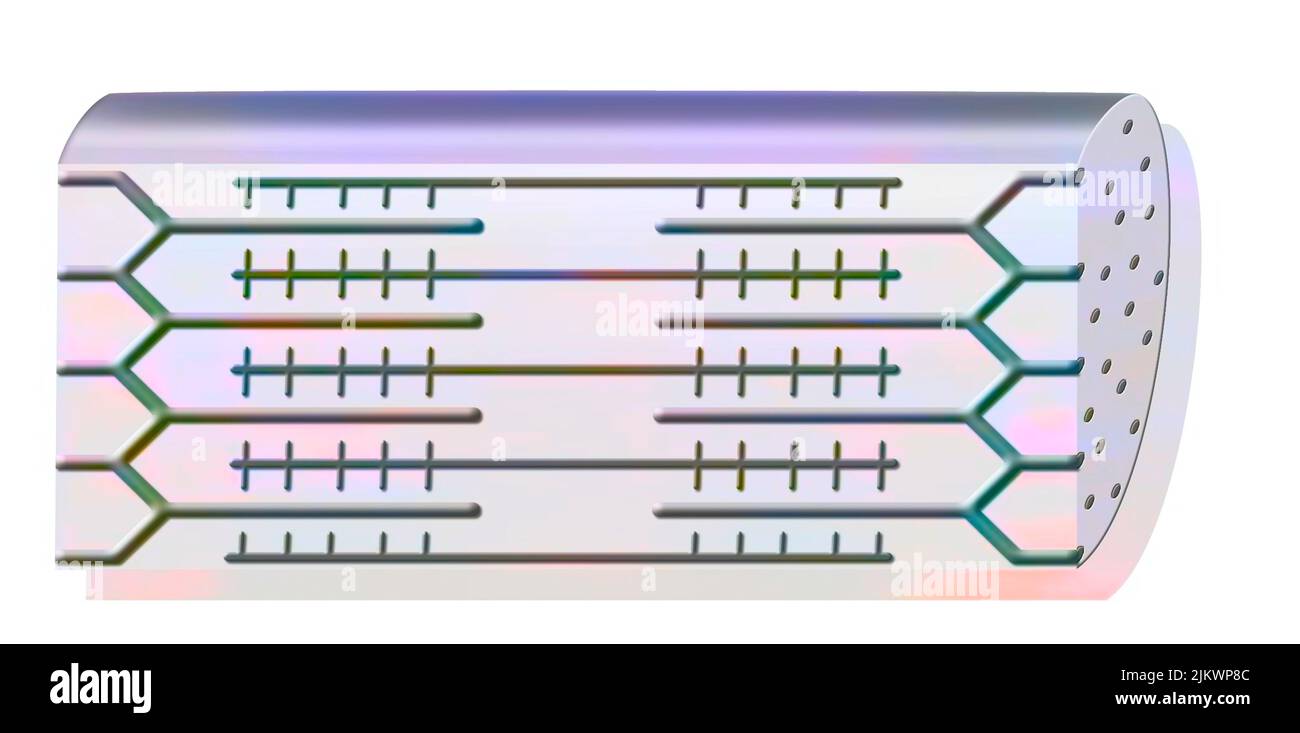 Myofibril au repos composé de filaments fins (actine) et épais (myosine). Banque D'Images