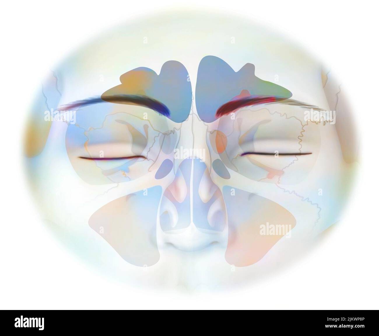 Sinus avec sinus frontaux, sphénoïdaux, ethmoïdaux et maxillaires. Banque D'Images