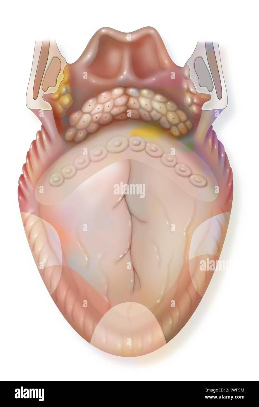 Langue et arômes : amer, aigre, doux, salé. Banque D'Images