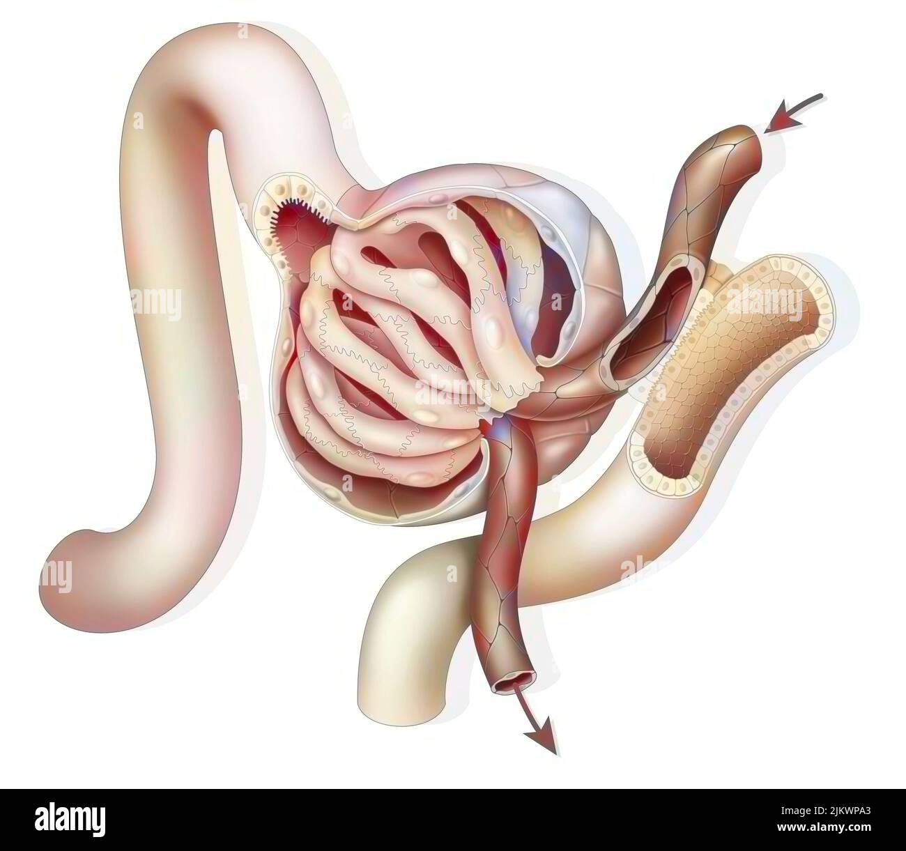 Anatomie d'un glomérule rénal avec artériole glomérulaire afférente et effilée. Banque D'Images