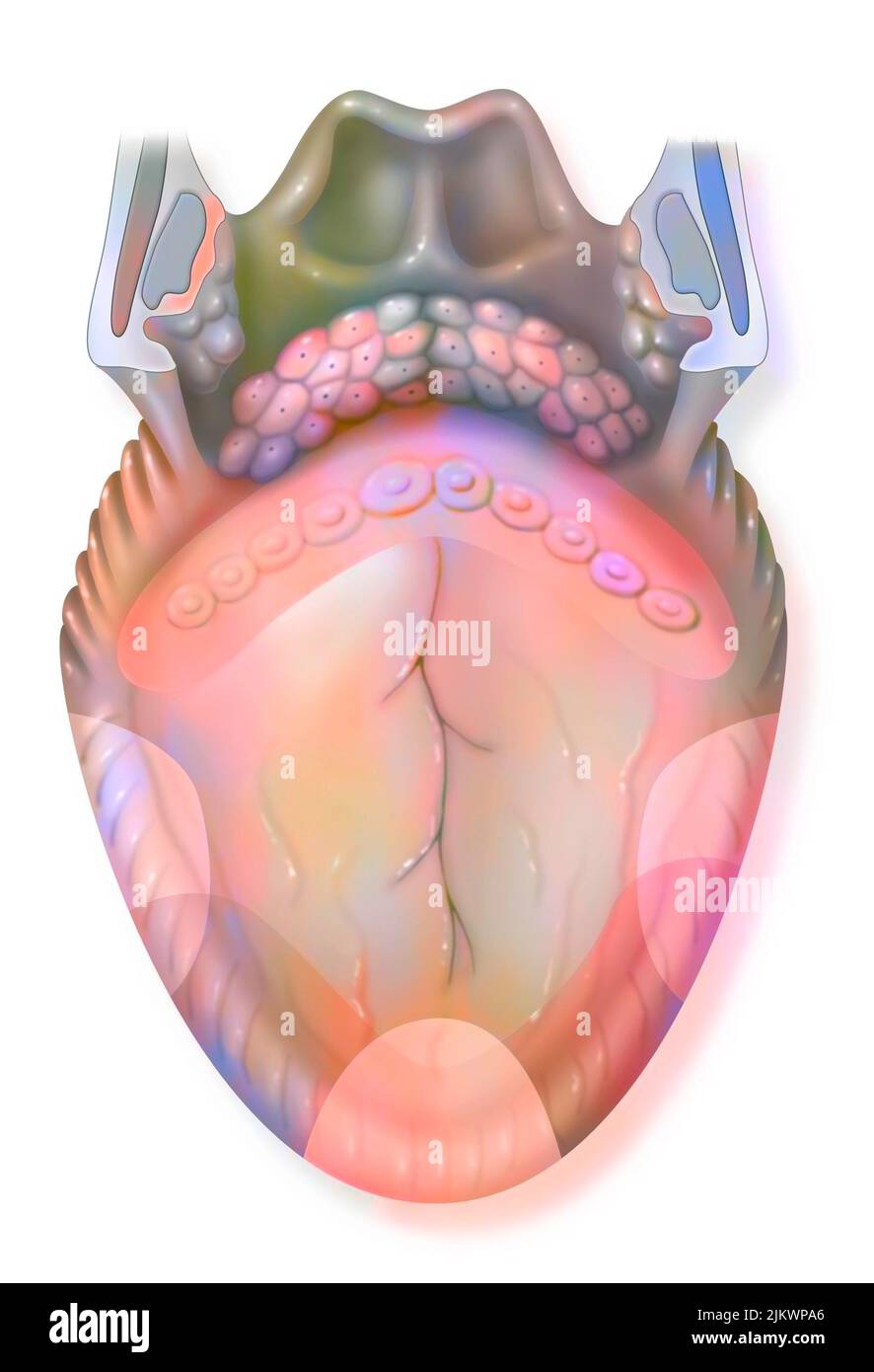 Langue et arômes : amer, aigre, doux, salé. Banque D'Images