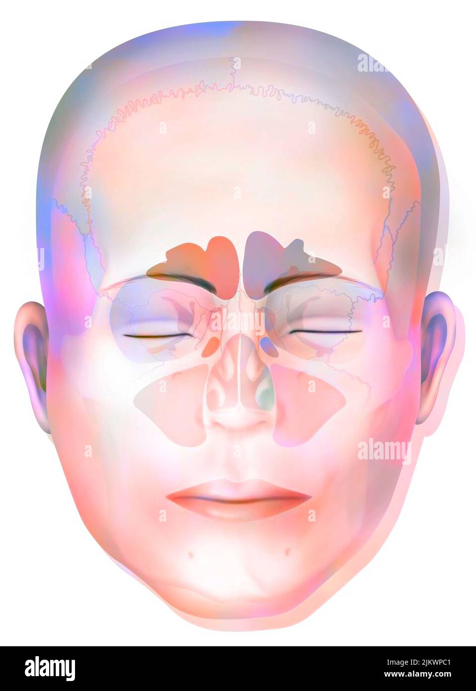 Sinus avec sinus frontaux, sphénoïdaux, ethmoïdaux et maxillaires. Banque D'Images