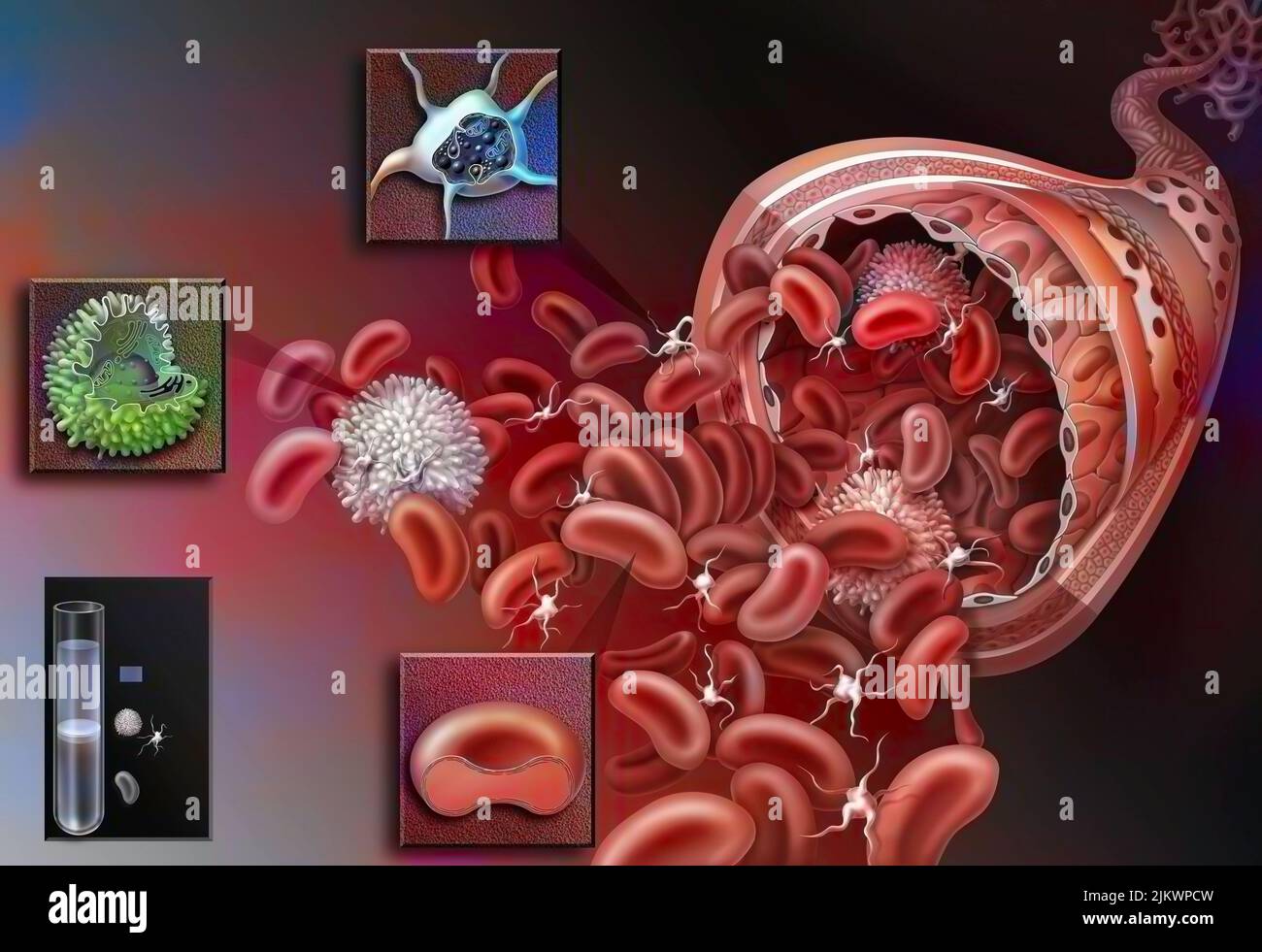 Le sang est composé de plasma : globules rouges, leucocytes et plaquettes. Banque D'Images