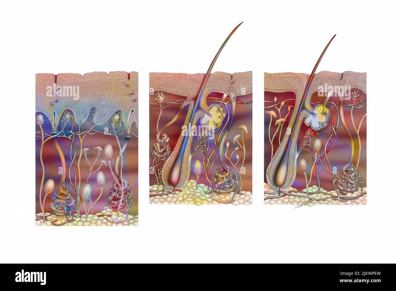 Coupe de la peau de la paume de la main, de l'aisselle et du reste du corps. Banque D'Images Coupe de la peau de la paume de la main, de l'aisselle et du reste du corps. Banque D'Images