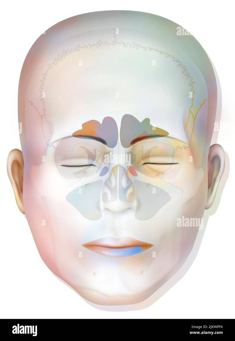 Sinus avec sinus frontaux, sphénoïdaux, ethmoïdaux et maxillaires. Banque D'Images